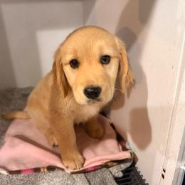 Chloe - Golden female Golden Retriever puppy in Great Falls, Montana from VS Golden Fields