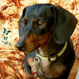 Ladybug - Dachshund