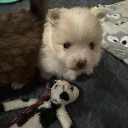 Boy 1 - Cream male Pomeranian puppy in Decatur, Iowa from Lisa Greenhalgh