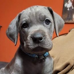 Great Danes from Epic Prince Dutton