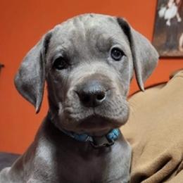 Great Danes from Epic Prince Dutton