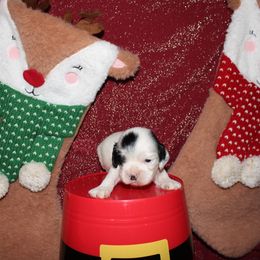 Pfannee - Black and white male Cocker Spaniel puppy in Hickory, North Carolina from Home Grown Cocker Spaniels