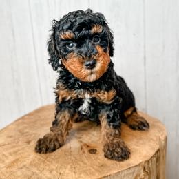 Gilbert - Black phantom male Aussiedoodle puppy in Arlington, Washington from Doodle Love Laugh
