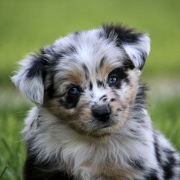Australian Shepherd, Miniature American Shepherd, Miniature Australian Shepherd, and Toy Australian Shepherd Puppies from Painted Blue Aussies