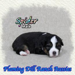 Spider - Black tri male Toy Australian Shepherd puppy in Forestburg, Texas from Flaming Dill Ranch Aussies