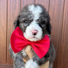 Boy 1 - Blue merle Bernedoodle puppy in Macon County, North Carolina from Mountain Doodles