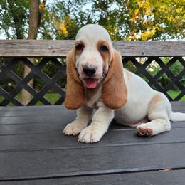 Zena - Lemon and white female Basset Hound puppy in Denison, Texas from Emma Lou's Baby Bassets