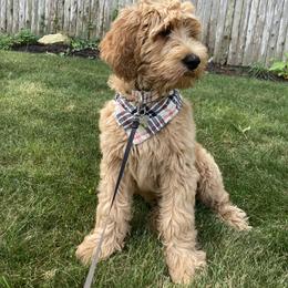 Goldendoodle Puppies from Teddy Bear Goldendoodles