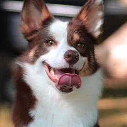 Border Collies from Tarot Border Collies