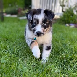 Boy 4 - male Miniature American Shepherd puppy in Brush Prairie, Washington from Hillside Haven Farms