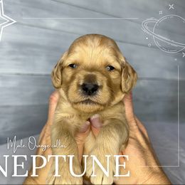 Goldendoodle Puppies from Goldie's Doodles