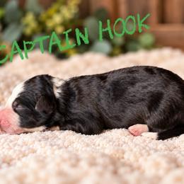 Captain Hook - Black male Border Collie puppy in Sanger, California from Flying M Cactus Ranch Buddies