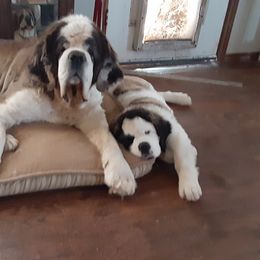 Saint Bernard Puppies from Dementhon Saint Bernards