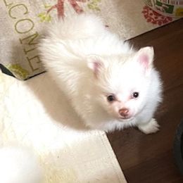 Boy 3 - Pomeranian puppy from Maxi’s Poms, LLC