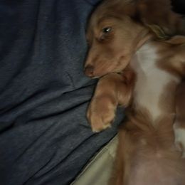 Girl 1 - Red female Dachshund puppy in Jackson's Gap, Alabama from Lake Martin Doxies