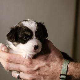 Anne - Black and tan female Pembroke Welsh Corgi puppy in South Otselic, New York from Ridge Top Corgis