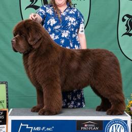 Montana - Newfoundland