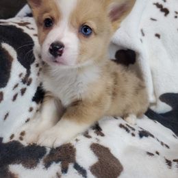 Rocco - Red merle and white American Corgi puppy in Damascus, Arkansas from Thomas Corgi's