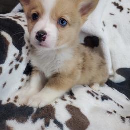 Rocco - Red merle and white American Corgi puppy in Damascus, Arkansas from Thomas Corgi's