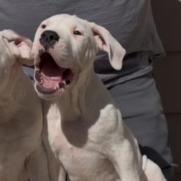 El Jefe - White male Dogo Argentino puppy in New York from La Historia Dogo