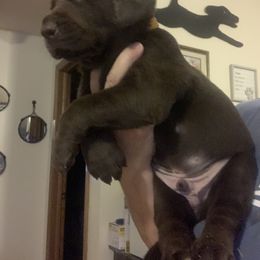 Labrador Retriever Puppies from Cary’s Buck Creek Retrievers