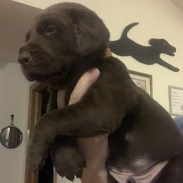 Labrador Retriever Puppies from Cary’s Buck Creek Retrievers
