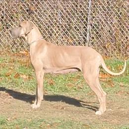 Secret - Great Dane