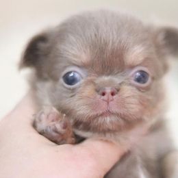 Chihuahua Puppies from Petits Chihuahuas