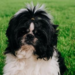 Shih Tzu Puppies from Morningstar's Shih Tzu
