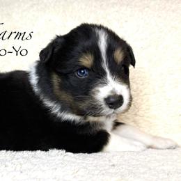 BTM Yo-Yo - Black tri-color male Australian Shepherd puppy in Shelby, Alabama from Legacy Farms