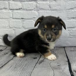 Jingle - Black and white male American Corgi puppy in Waskom, Texas from Piney Woods Corgis