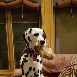 Dalmatian Puppies from Dracorn Dalmatians