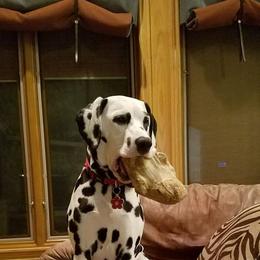 Dalmatian Puppies from Dracorn Dalmatians