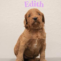 Edith - Red  female Goldendoodle puppy in College Station, Texas from Em & El Doodles