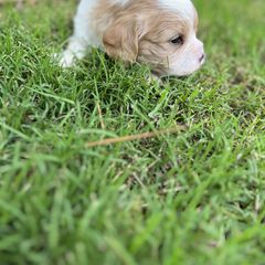 Cavachon, Cavalier King Charles Spaniel, and Cavapoo Puppies from LierChonPoo