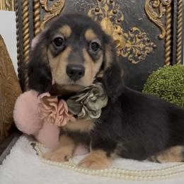 Lucy - Black and cream female Dachshund puppy in Collins, Georgia from Liberty Longhair Dachshunds