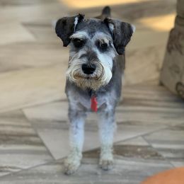 Miniature Schnauzers from Patton’s Miniature Schnauzers