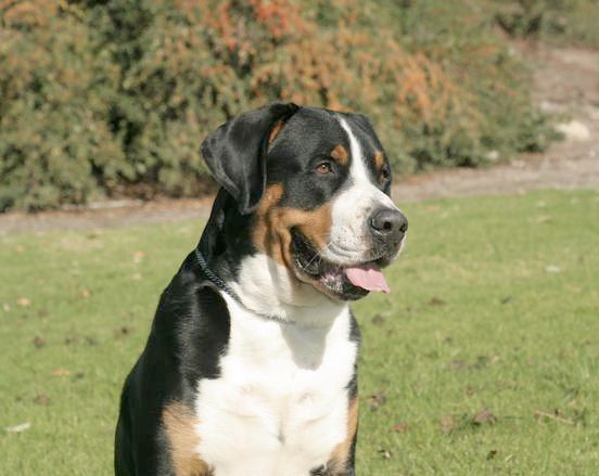 Cornerstone greater sale swiss mountain dogs