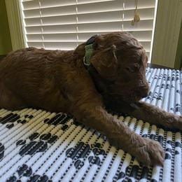 Girl 6 - female Poodle puppy in Summit, Mississippi from poodles and doodles llc