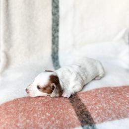 Sam (longhair) - Piebald male Dachshund puppy in Salters, South Carolina from Long-Pine Dachshund