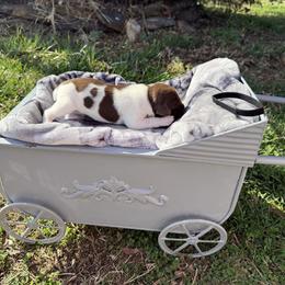 Black - Liver and white male German Shorthaired Pointer puppy in Union Hall, Virginia from Rustic Creek Farms