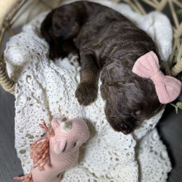 Neptune - Chocolate female Labradoodle puppy in Kingston, Georgia from CC Familydoodles