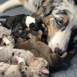 Aussiedoodle Puppies from Our Appalachian Doodles