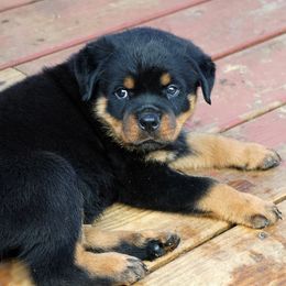 Rottweiler Puppies from Mountain High Kennels