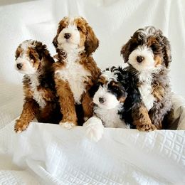Bernedoodle and Sheepadoodle Puppies from Texas Hill Country Sheepadoodles & Bernedoodles