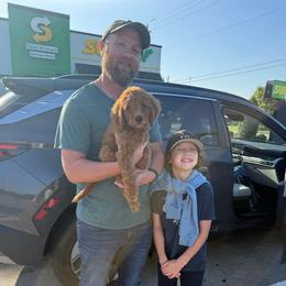 Red Collar Female - Red  female Goldendoodle puppy in Pasadena, Texas from Knightsbane Standard Poodles