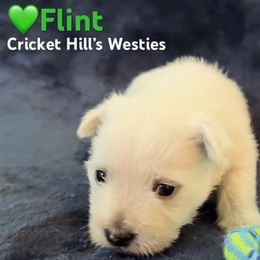 Flint - Green - White male West Highland White Terrier puppy in Toronto, Ohio from Shekinah’s Mi-Kis & Cricket Hill’s Westies