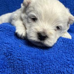 Boy 3 - White male West Highland White Terrier puppy in Scurry, Texas from Karen Williams's West Highland White Terriers
