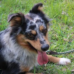 Miniature Australian Shepherds from HaVen Homestead Miniature Australian Shepherds