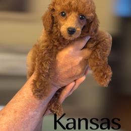 Poodle Puppies from Grams poodle babies
